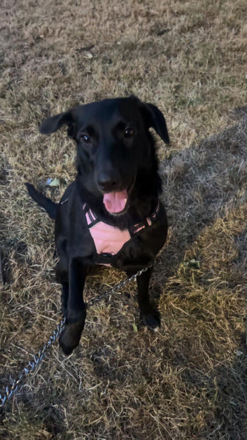 Lab x border collie