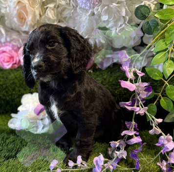Kc cocker spaniels boys only 17 dna health tested