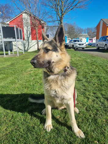 German shepherd for stud