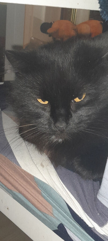 Longhaired 6 year old cat
