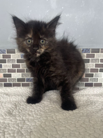 2 girls need loving homes