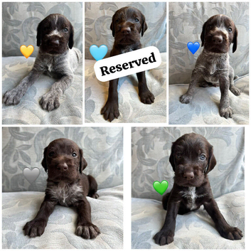Kc reg german wirehaired pointer puppies for sale