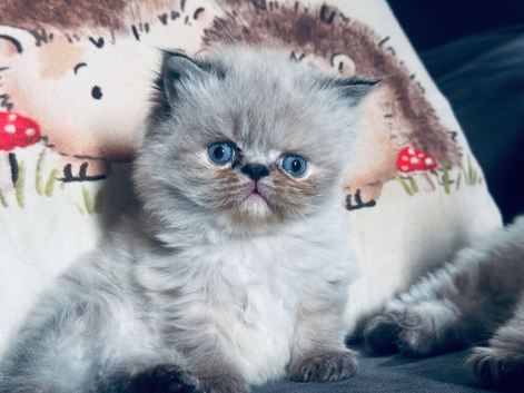 Persian kitten