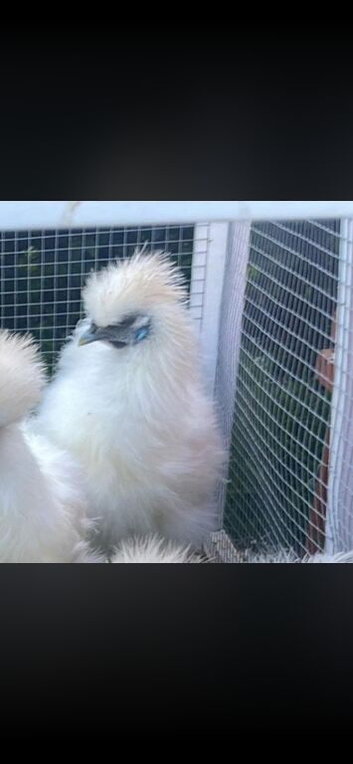 Meredith the cockerel