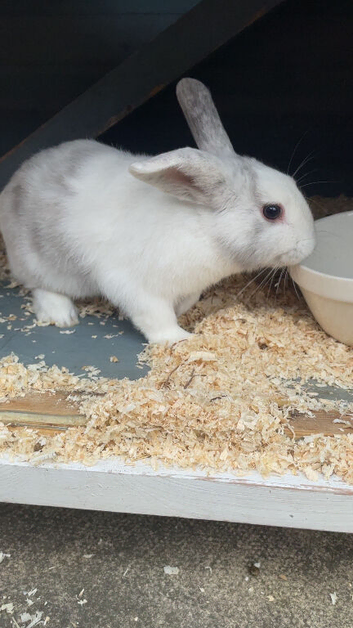 Little boy rabbit