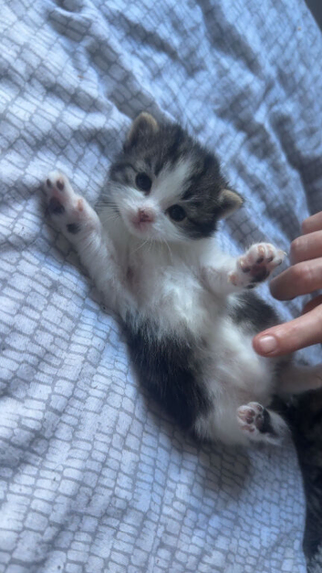 Kittens ready 4 wks