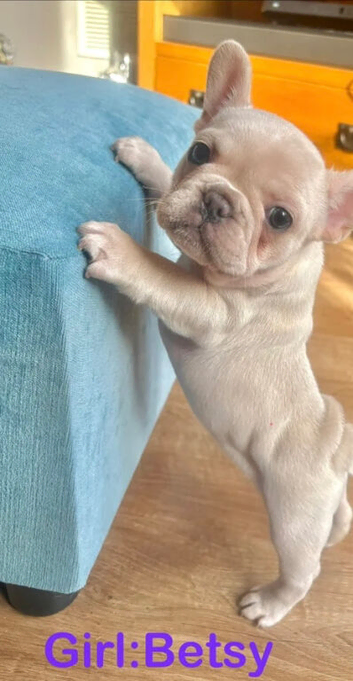 :French Bull Dog Puppies