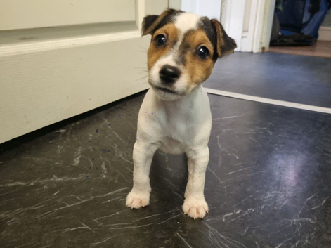 Stunning jackrussell bitch pup