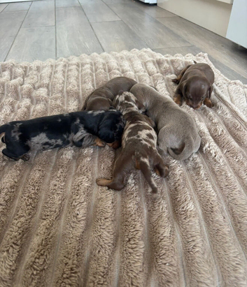 Miniature daschund pups