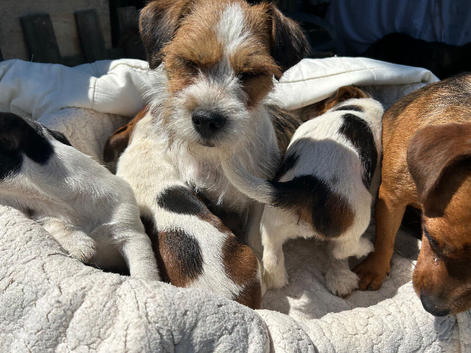 Jack Russell&rsquo;s