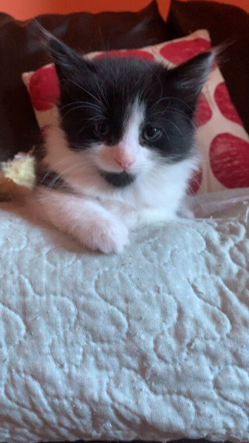 Two kittens