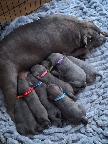 Staffordshire Bull Terrier Puppies