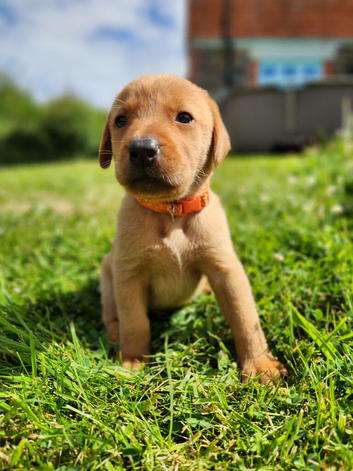 Quality Fox Red KC Labradors
