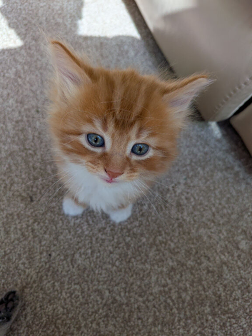 4 gorgeous kittens available