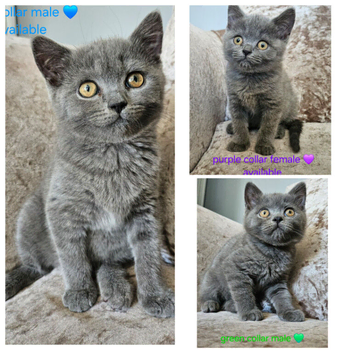 British blue shorthairs LAST 3 LEFT