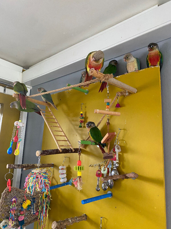 Hand tame Green Cheek Conures