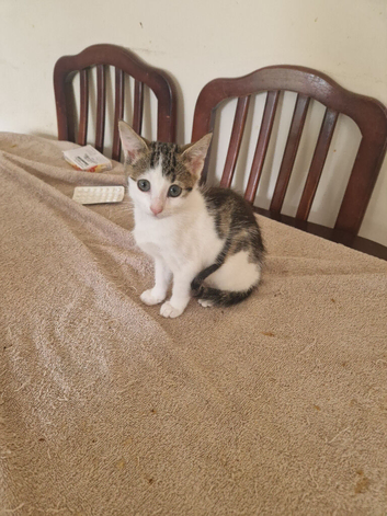 Kitten for sale