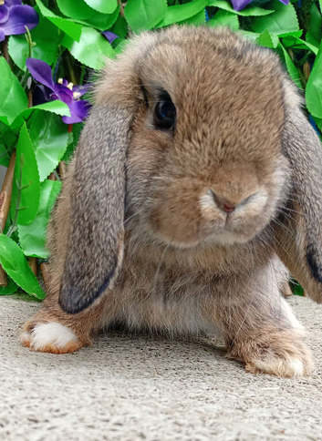 Mini lop