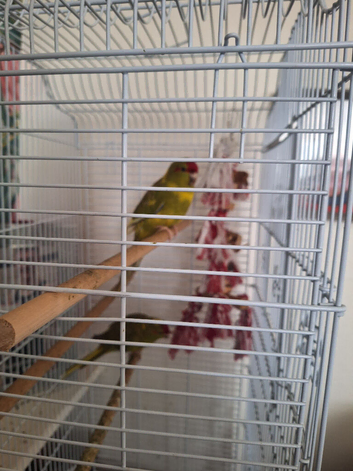 Green kakarikis