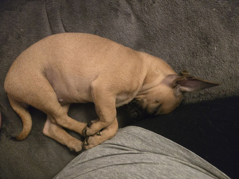 2 chihuahua x French bull dog