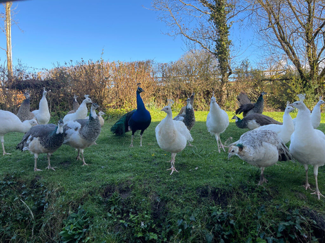 Peafowl for sale