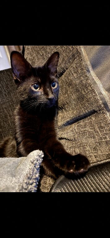 Male black kitten