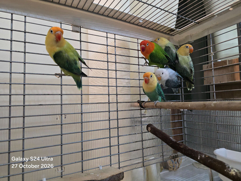 Fishers lovebirds