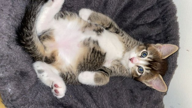 i have 2 kittens 1 boy 1 girl