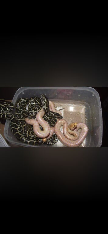 42 Burmese pythons