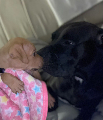 Cane corso x staffy girl