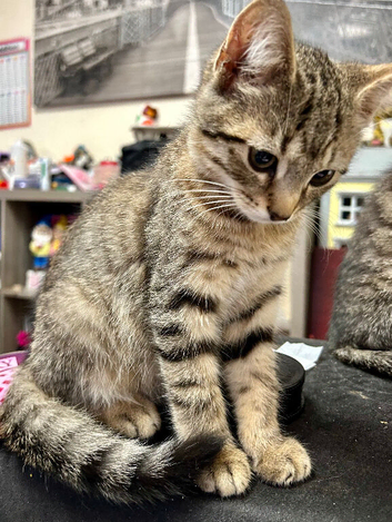 Playful, loving kittens for sale