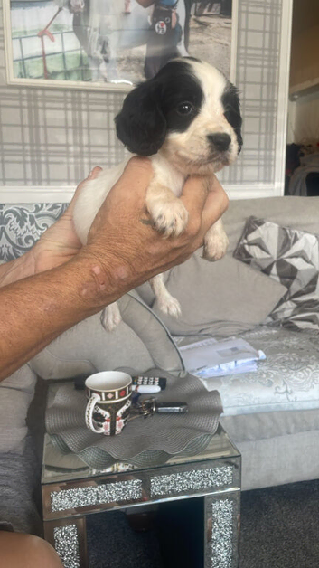 2 beautiful cocker spaniels
