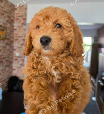 Fluffy the cockapoo x maltipoo