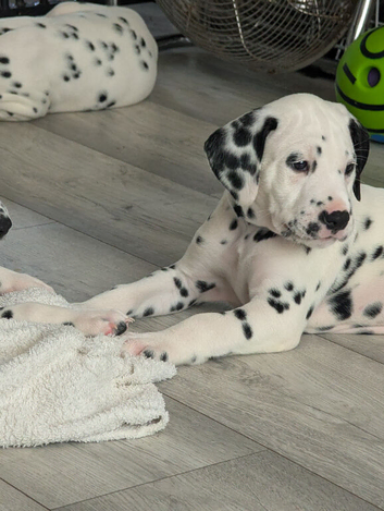 Dalmatian puppies