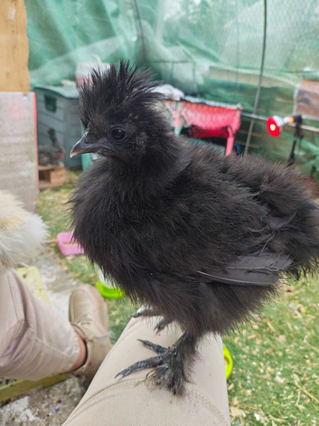 2 unsexed silkies