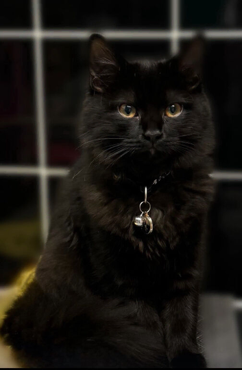 Black domestic long hair