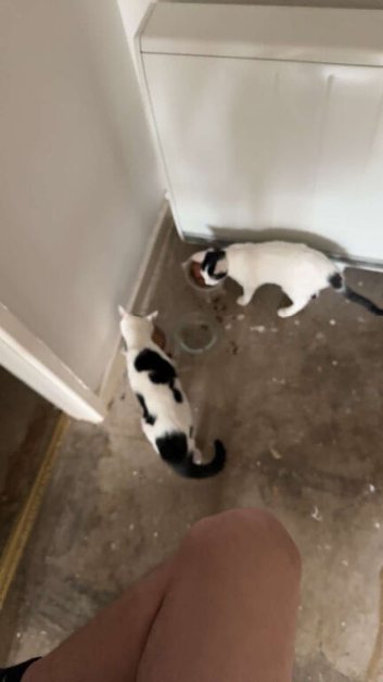 2 kittens 6 months old