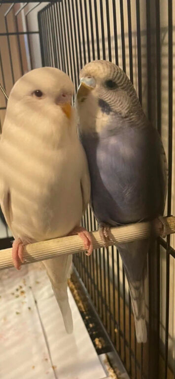 White budgie