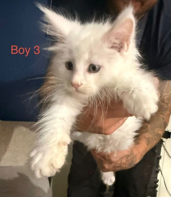 2 x male tica fully vaccinated mainecoon kittens ready now