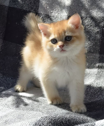 Luxury Quality Kittens &ndash; Male & Female, Ready Soon