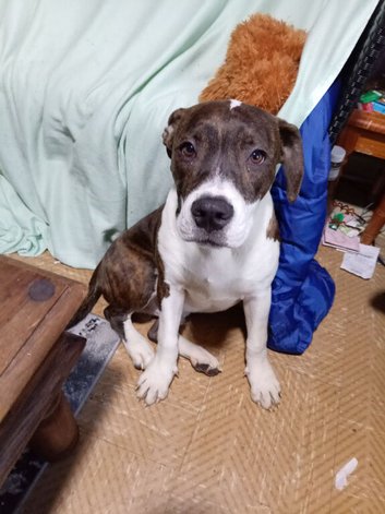 Pocket bully