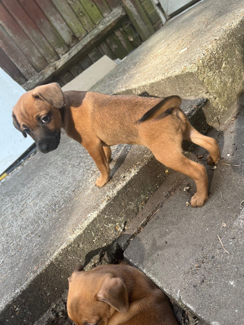 Female Jack Russell puppie
