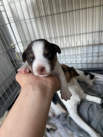 Jack Russell puppies