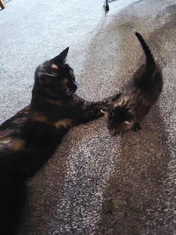 2 female kittens