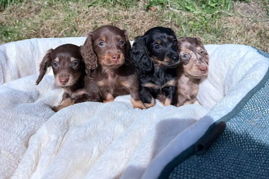 READY 3rd OCT KC MINI LONGHAIRED DACHSHUND PUPPIES