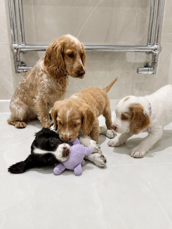 Cocker spaniel puppies