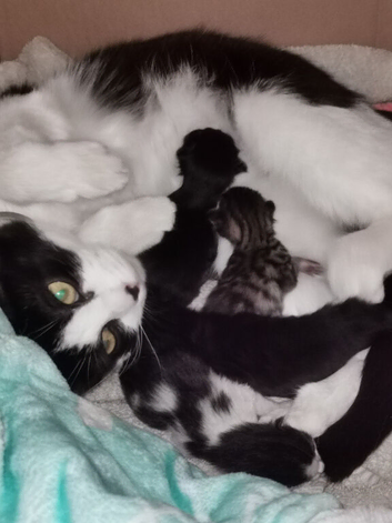 3 mixed breed kittens