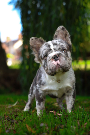 Looking for he's new sofa lilac Merle fluffy boy
