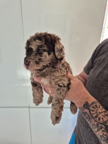 Beautiful cockapoo puppies for sale