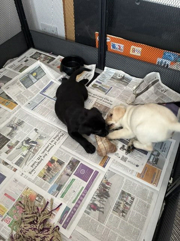Two pedigree labrador puppies available